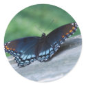 Red-spotted Purple Butterfly sticker