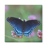 red-spotted purple magnets