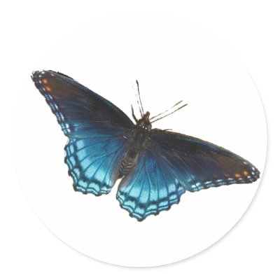 Red-spotted Purple Sticker by naturegirl7