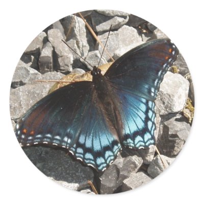 Red-spotted Purple Sticker by naturegirl7