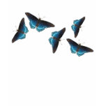 Red-spotted Purple T-Shirt