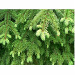 Red Spruce Sprouts 4 photo sculptures