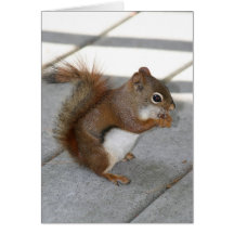 Red Squirrel Card