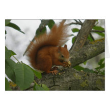 Red Squirrel Cards