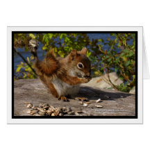 Red Squirrel Cards