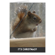 Red Squirrel Christmas Greeting Card
