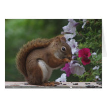 Red Squirrel Mother's Day Greeting Card