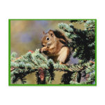 Red Squirrel Postcard