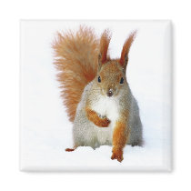 Red Squirrel sitting on snow Fridge Magnets