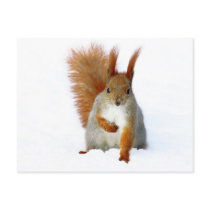 Red Squirrel sitting on snow Postcards