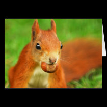 Red Squirrel with a nut cards