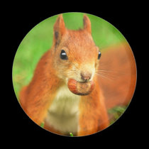Red Squirrel with a nut magnets