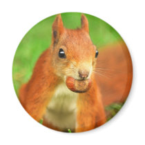 Red Squirrel with a nut Fridge Magnet