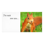 Red Squirrel with a nut, I'm nuts over you... Photo Cards