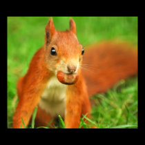 Red Squirrel with a nut posters