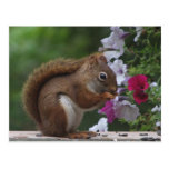 Red Squirrel with Petunias Postcard