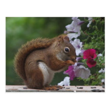 Red Squirrel with Petunias Postcard