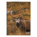 Red Stag Card