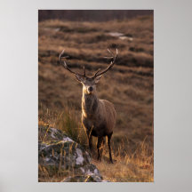 Red Stag Poster/Print