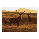 Red Stags Card
