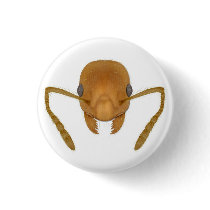 red stinging ant button