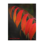Red Sumac , Flowers of the Mind postcards