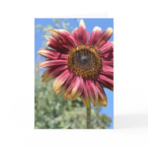 Red Sunflower Card