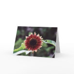 "Red Sunflower" Floral photography Greeting Card