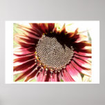Red Sunflower posters
