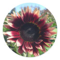 Red Sunflower Stickers