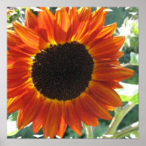 Red Sunflowers Poster Print