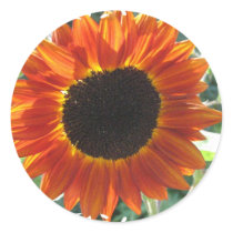 Red Sunflowers Stickers