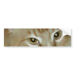 Red Tabby Maine Coon bumper stickers