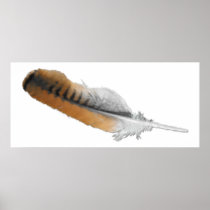 Red-tail Hawk feather Posters