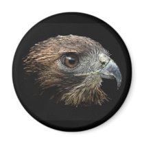 Red-tail Hawk pastel Magnet
