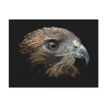 Red-tail Hawk pastel Postcard