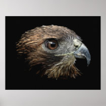 Red-tail Hawk pastel Print