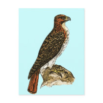 Red Tail Hawk Postcard