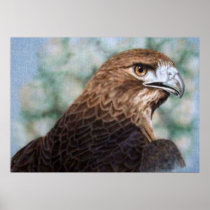 Red-tail Hawk Poster