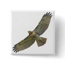 red-tail soaring Button