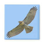 red-tail soaring Magnet