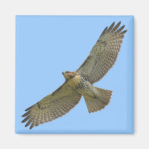 red-tail soaring Magnet