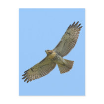 red-tail soaring Postcard