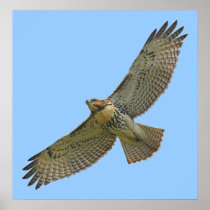 red-tail soaring