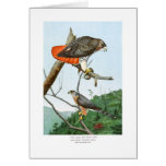 Red-tailed and Cooper's Hawks Cards