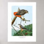 Red-tailed and Cooper's Hawks Poster