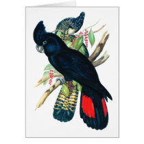 Red tailed, Black (Banksian) Cockatoos. Greeting Card