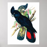 Red tailed, Black (Banksian) Cockatoos. Posters