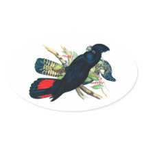 Red tailed, Black (Banksian) Cockatoos. Stickers