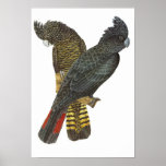 Red-tailed Black Cockatoo Pair Poster